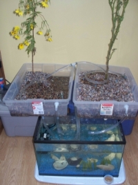 Third try aquaponics