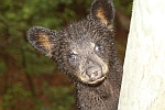 Tennessee Bear cub