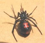 Black Widow