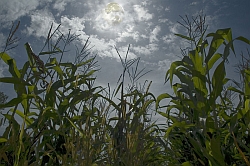 corn field