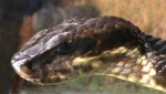 Cottonmouth head