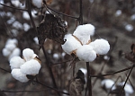 Tennessee Geography Cotton Plant
