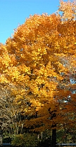 sugar maple tree