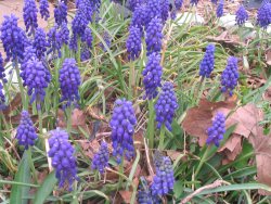 Grape Hyacinths