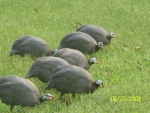 Guinea hens