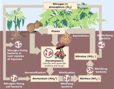 Nitrogen cycle