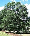 oak tree by Bruce Marlin