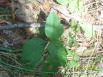 Illinois Geograpy Poison Ivy