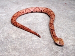 Copperhead Snake