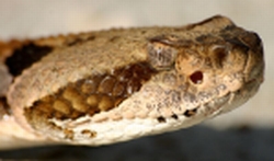 Timber Rattlesnake head