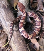 Timber Rattlesnake