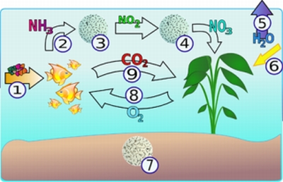 Aquarium nitrogen cycle