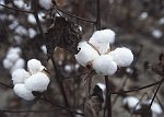 Tennessee Geography Cotton Plant