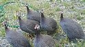 guinea hens