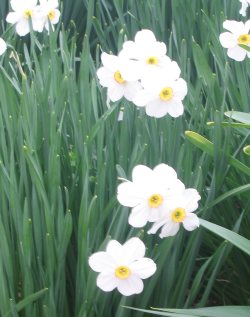 Spring Flowers