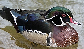 Wood Duck